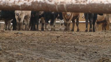 Zwierzęta z interwencji dobrzeją w Rogatym Ranczu