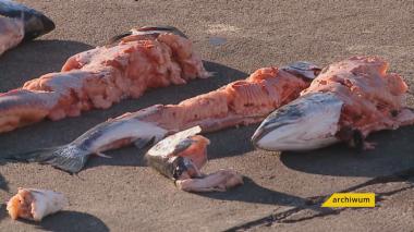 4 mln euro dla rybaków za szkody wyrządzone przez foki