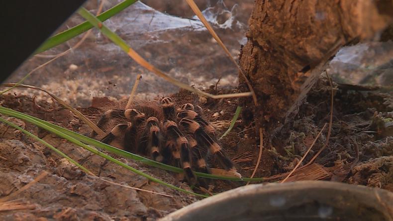 Egzotyczne pająki na wystawie w Rumi