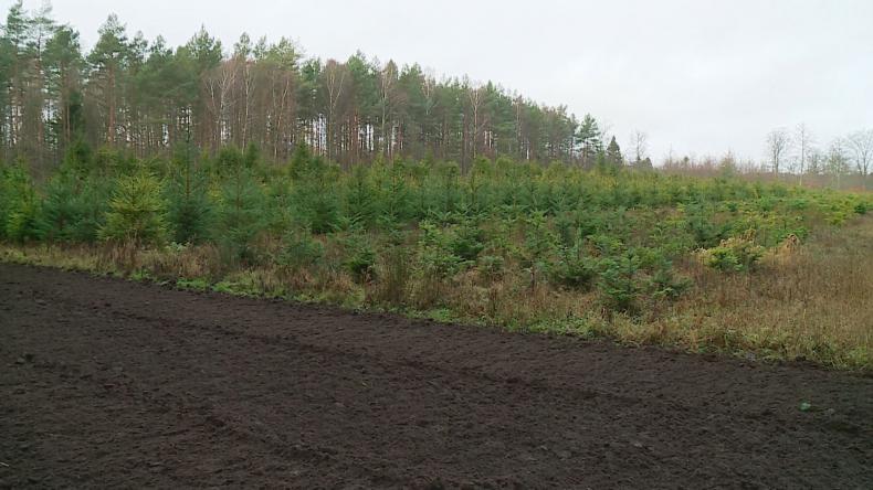 Najlepsza choinka? Ta od leśniczego