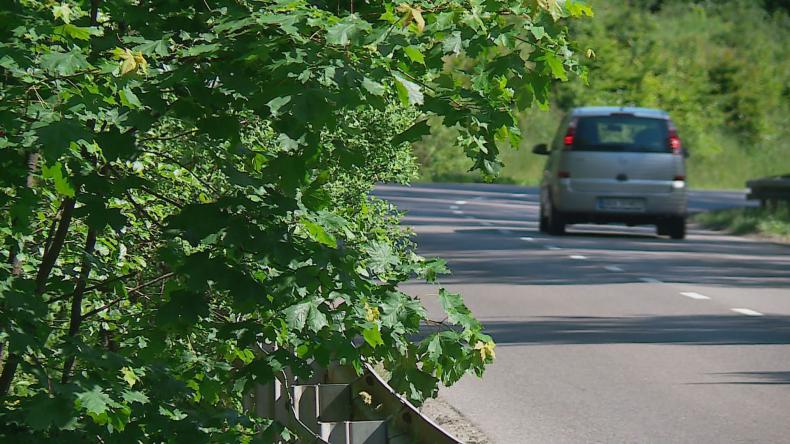 Zachowaj ostrożność – dzika zwierzyna nie zna przepisów drogowych