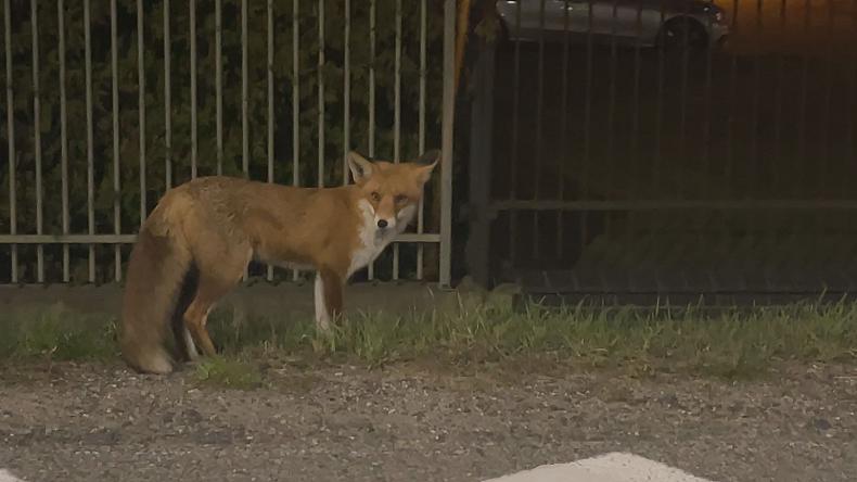 Puck próbuje uporać się z lisami