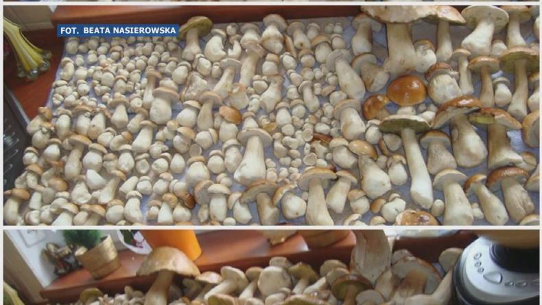 W lesie złote grzybobranie