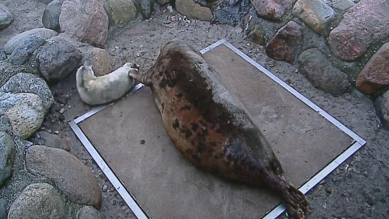 Narodziny Neptuna. Przyszedł na świat w helskim fokarium