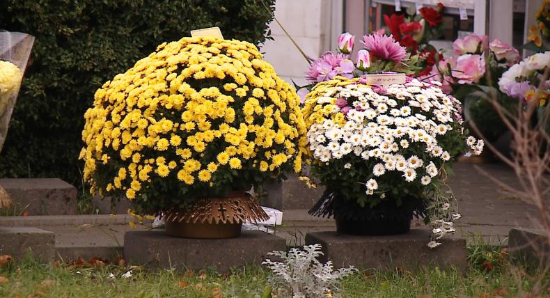 Kup chryzantemy i wesprzyj przedsiębiorców