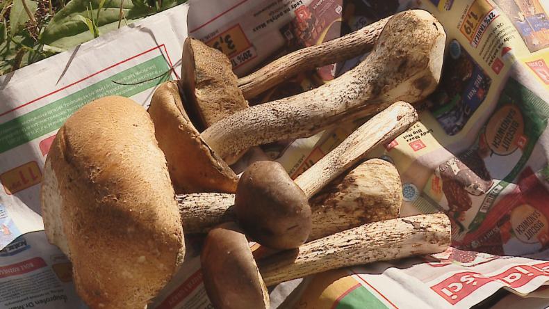 Owoce lasu sprzedają przy drodze bo skup się nie opłaca