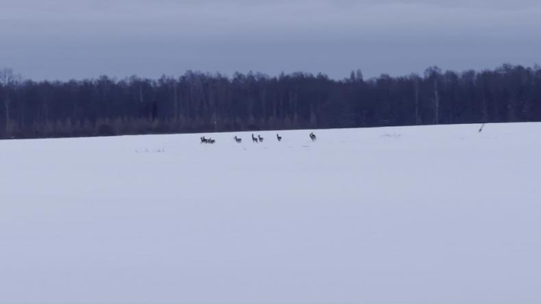 Zima daje się we znaki zwierzętom