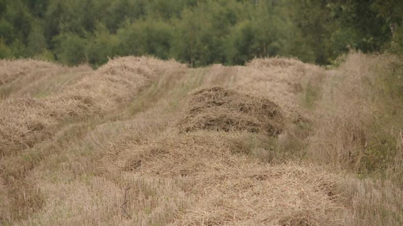 Żniwa stanęły w miejscu – przeszkadza deszcz