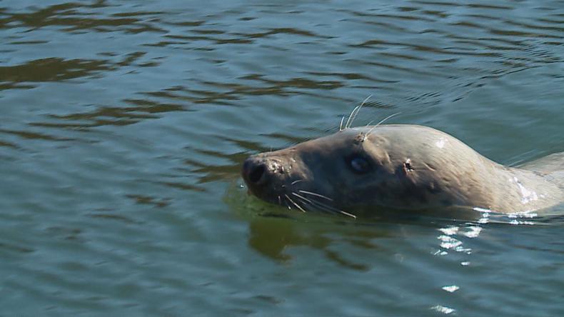 Trwa zbiórka na ratowanie młodych fok