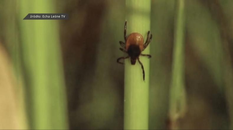Zaczął się sezon na kleszcze