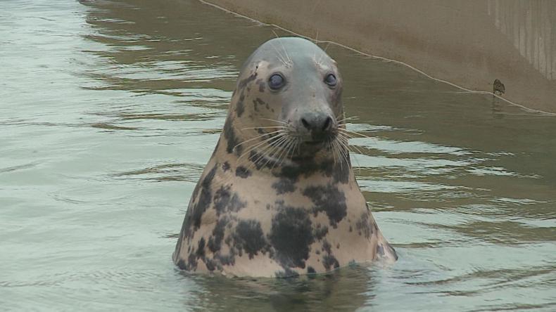 Zbierają na izolatki dla foczych maluchów