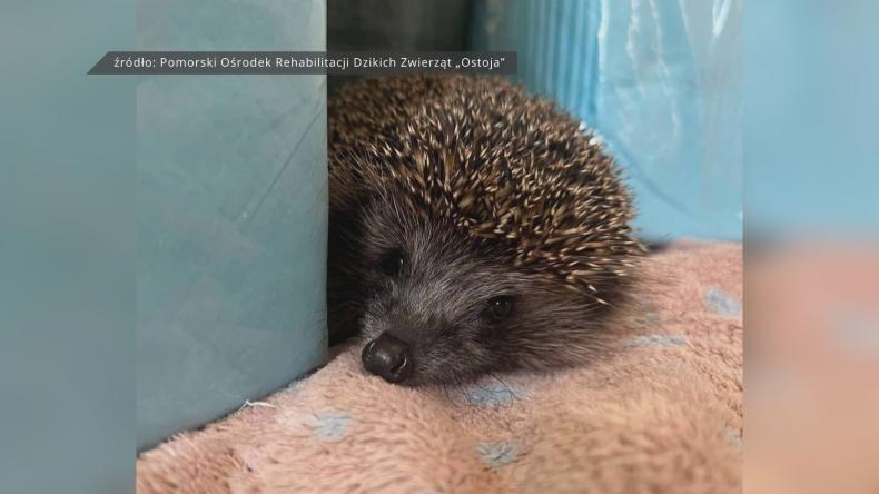 Szare gazety i papier na wagę złota