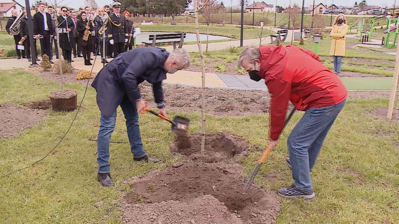 W Święto Konstytucji 3 maja posadzili platany