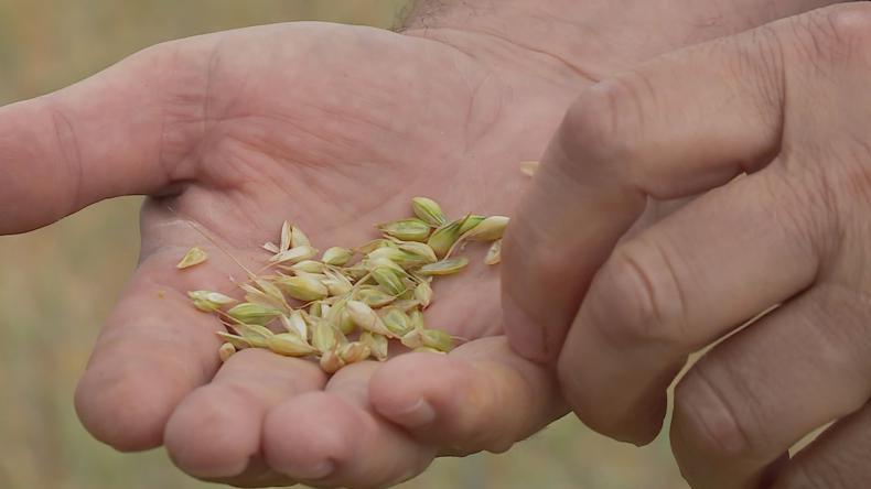 Dożynki Województwa Pomorskiego