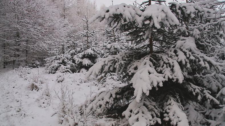 Choinki prosto z lasu po starej cenie