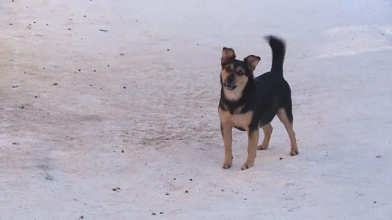 Mrozy znów atakują – nie bądźmy obojętni!