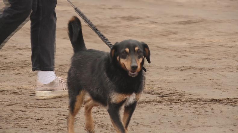 Podziel się miłością ze zwierzakami