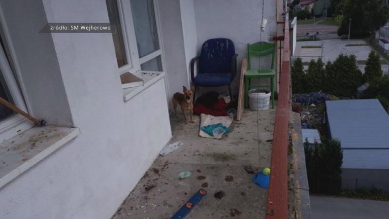 Zamknęli psa we własnych odchodach na balkonie