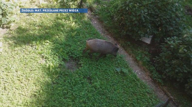 Dziki na ulicach Redy. Radny myśliwy załatwi sprawę
