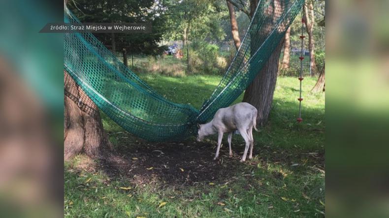 Zwierzę zaplątało się w hamak