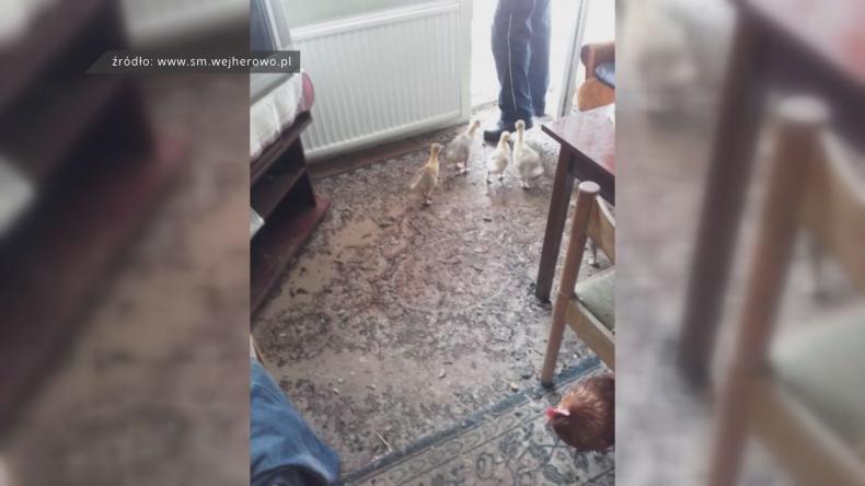 Wejherowo: dzika hodowla w centrum miasta