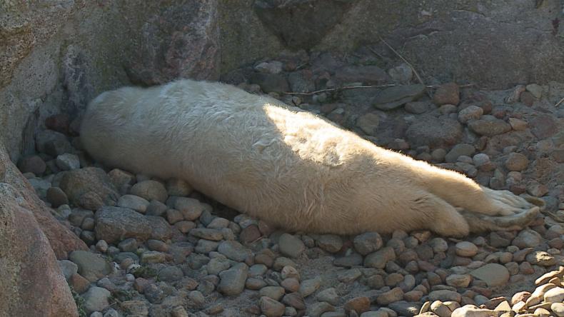 Cztery helskie foki w zaawansowanej ciąży