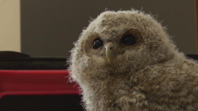 Pisklę puszczyka pod opieką leśników