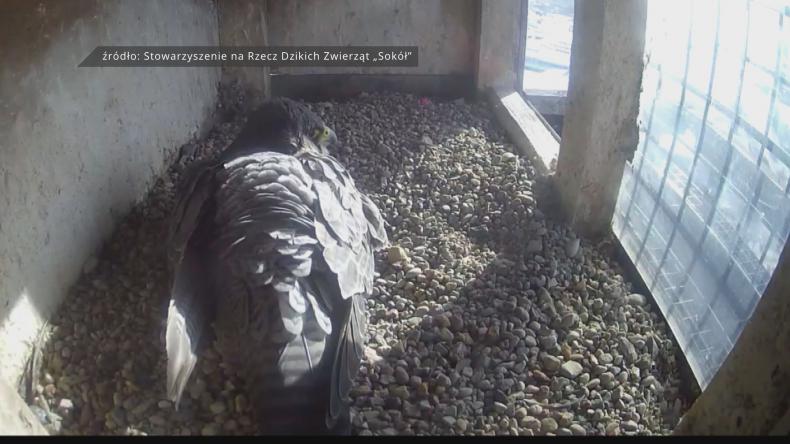 Gdyńskie sokoły złożyły pierwsze jajo