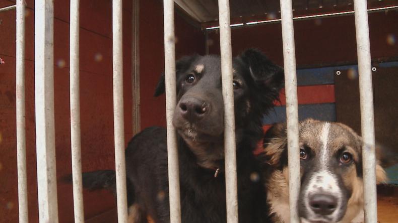 Akcja pomocy dla schroniska w Dąbrówce