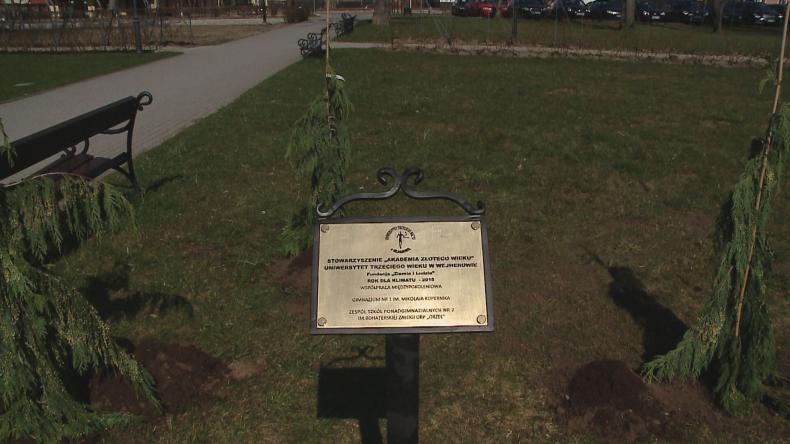 Cyprysiki dla pokoleń w wejherowskim parku