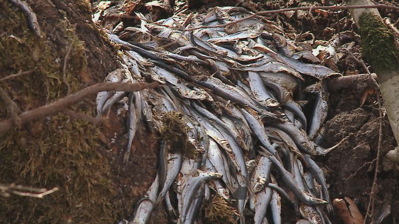 Tony ryb wciąż zalegają przy ulicy